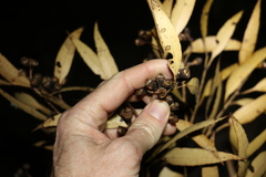 Eucalyptus resinifera