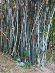 Bambusa chungii
