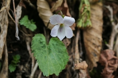 Viola eizanensis simplicifolia