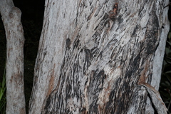 Eucalyptus resinifera