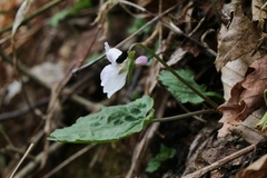 Viola eizanensis simplicifolia