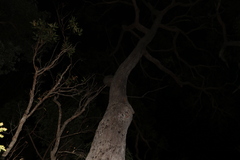 Eucalyptus resinifera