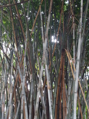 Bambusa chungii
