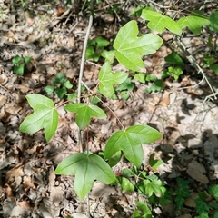 Acer monspessulanum