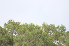 Aphelocoma wollweberi