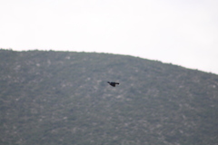 Aphelocoma wollweberi