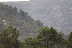 Aphelocoma wollweberi