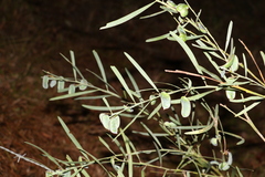 Acacia suaveolens