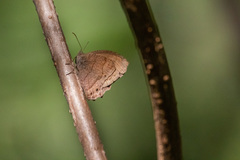 Pindis squamistriga