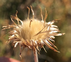 Cirsium douglasii douglasii