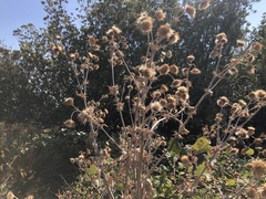 Cirsium douglasii douglasii
