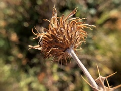 Cirsium douglasii douglasii