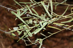 Acacia suaveolens