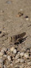 Trimerotropis pallidipennis