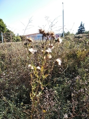 Cirsium vulgare