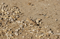 Trimerotropis pallidipennis