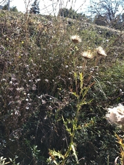 Cirsium vulgare