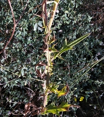 Cirsium vulgare