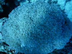 Physogyra lichtensteini