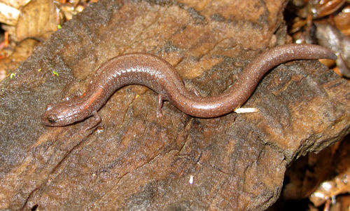 Southern California Slender Salamander