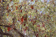 Lysiphyllum cunninghamii