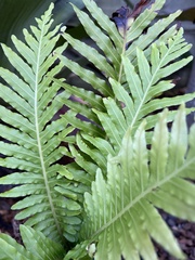 Blechnum gibbum