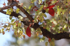 Lysiphyllum cunninghamii