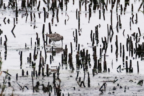 Correlimos zancolín (Calidris himantopus)