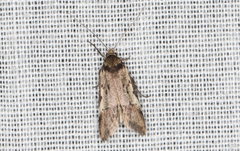 Palimmeces variegata