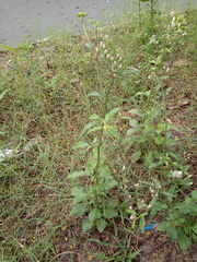 Cyanthillium cinereum