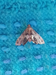 Usingeriessa