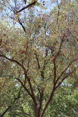 Lysiphyllum cunninghamii