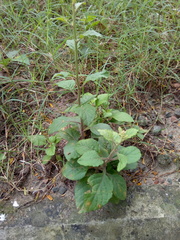 Cyanthillium cinereum