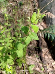 Tremandra stelligera