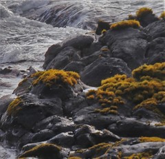 Ahnfeltiopsis concinna