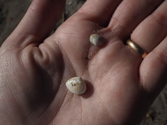 Cerastoderma glaucum