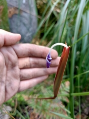 Patersonia occidentalis