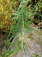 Acacia pentadenia