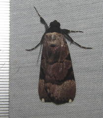 Audea tegulata