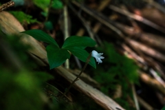 Odontochilus japonicus