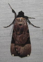 Audea tegulata