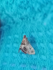 Usingeriessa