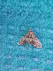 Usingeriessa