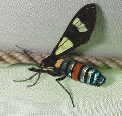 Euchromia folletii