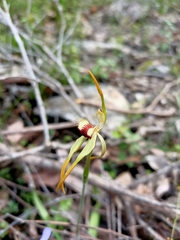 Caladenia longiclavata