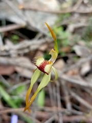 Caladenia longiclavata