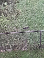 Sciurus carolinensis