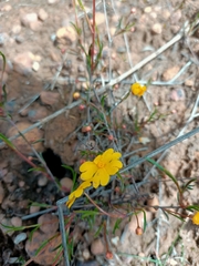 Hibbertia stellaris