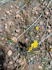 Hibbertia stellaris