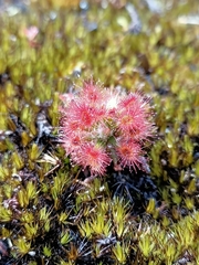 Drosera roseana